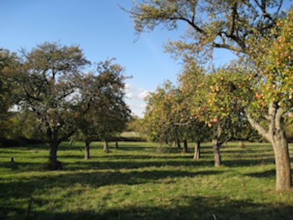 Standard Apple trees were common in the years between the World Wars